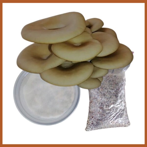 Oyster Mushrooms Spawn